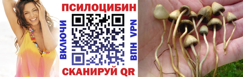 Псилоцибиновые грибы Psilocybe  купить закладку  Тверь 